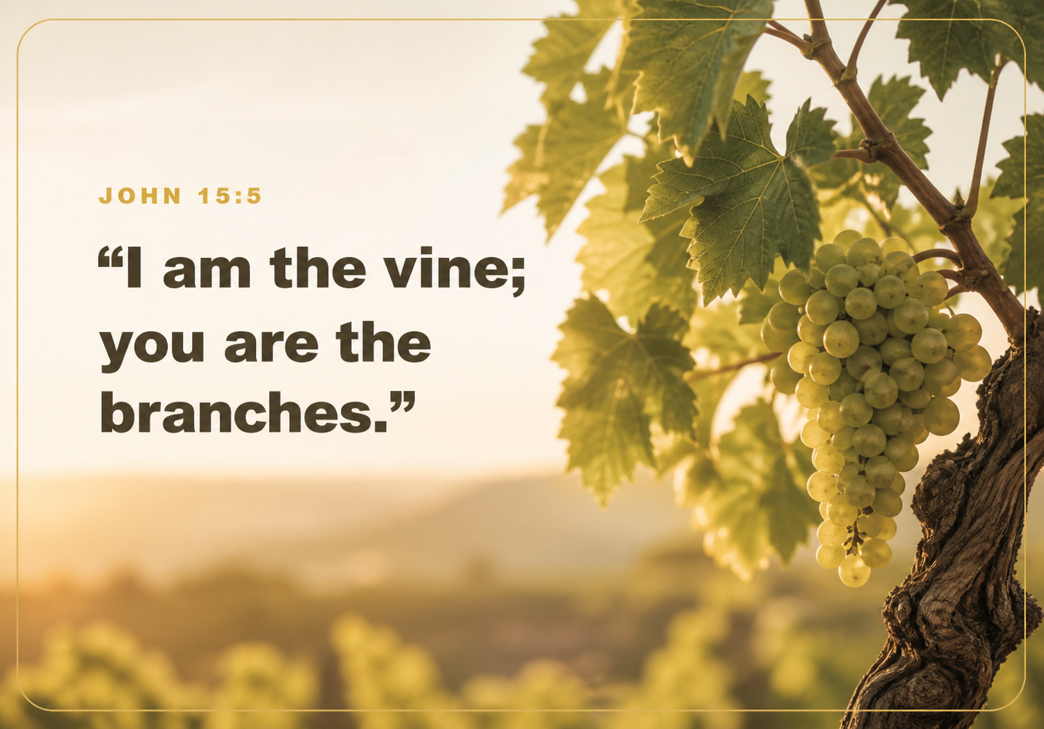 I am the vine, you are the branches